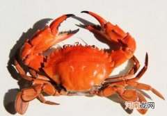 螃蟹不是很熟吃了会怎么样？抱卵的螃蟹好吃吗