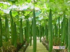 丝瓜怎么挑选嫩的？丝瓜怎么做好吃