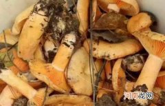 孕妇可以吃松树菌吗？孕妇吃松树菌有哪些好处？