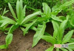 苦菜有什么营养价值？苦菜怎么吃最好？