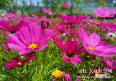 齐河打开全域美丽乡村画卷