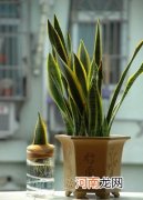 卫生间一般摆放什么绿植?