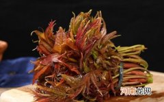 香椿有点老可以吃吗 上火能吃香椿炒鸡蛋吗