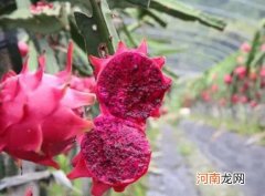 火龙果为什么会长毛？皮有点腐烂的火龙果还能吃吗