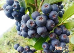 黑果花楸可以治疗糖尿病吗？什么人不能吃黑果花楸