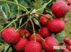 山楂是饭前吃还是饭后吃比较好？山楂吃几颗算多