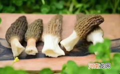 羊肚菌可以泡酒喝吗？羊肚菌怎么保存好？