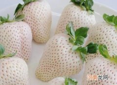 白色草莓和红色草莓哪个贵？白色草莓和红色草莓哪个营养好