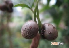 山药豆是煮着吃还是蒸着吃？山药豆带皮吃有毒吗