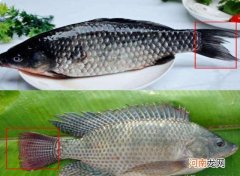 罗非鱼和鲫鱼的区别图片 罗非鱼是哪来的和鲫鱼有关系吗