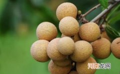 龙眼外面的一层白色东西是什么 龙眼外皮有白色东西还能吃吗