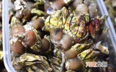 佛手螺可以冷冻吗 佛手螺可以生吃吗