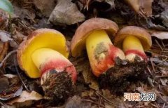 孕妇可以吃奶浆菌吗？奶浆菌有哪些功效？