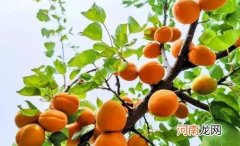 杏子吃多了一直在放屁 杏子吃多了对身体有什么影响