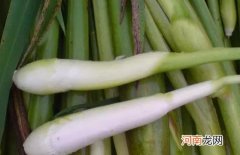 有肾结石可以吃茭白吗？吃茭白需要注意什么？