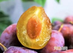 西梅很硬要放几天才会变软？西梅外面白色的那层是什么