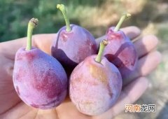 西梅用开水烫可以去皮吗？吃西梅拉稀是排毒吗