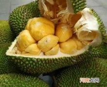 菠萝蜜放冰箱半个月还能吃吗？如何拨开整个菠萝蜜