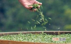 丹参加绿茶冲泡会不会引起高血压 绿茶加丹参泡水饮用有什么功效