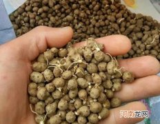 山药豆发芽了还能吃吗？山药豆和山药有什么关系