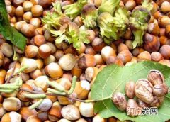 榛子怎么分辨是不是当年的？榛子一天吃多少粒合适