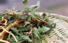 苦菜可以泡水喝吗？ 苦菜泡水喝有什么好处？