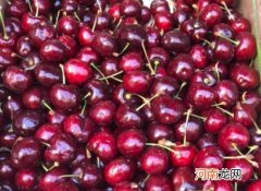 吃了没熟的车厘子会怎么样？什么人不宜吃车厘子