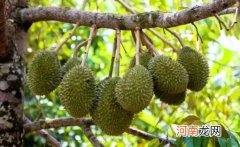 榴莲没熟可以蒸熟吃吗 榴莲蒸着吃会不会破坏营养