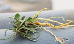 哺乳期可以吃苦菜吗？哺乳期吃苦菜有什么危害？