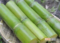 冬天吃甘蔗太凉可以蒸着或煮着吃吗？甘蔗哪个地方最甜