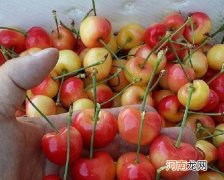 黄金车厘子是哪里产的？黄金车厘子和樱桃的区别