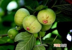 无花果要剥皮才能吃吗？新鲜无花果上火还是去火