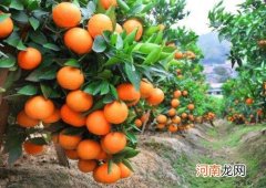 砂糖橘怎么分4号果和5号果？吃砂糖橘上火咋办