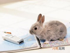 怎么看兔子有没有怀宝宝？兔子怎么分公母