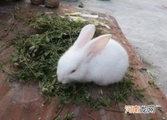 兔子刚生出来有毛吗？兔子幼崽吃什么