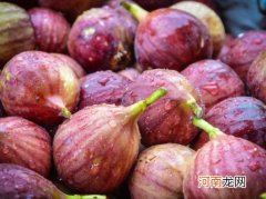 无花果没熟就蔫了怎么办？自己种无花果哪些是要注意的