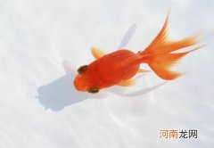 金鱼吐泡泡会死吗？金鱼为什么浮上来吐泡泡