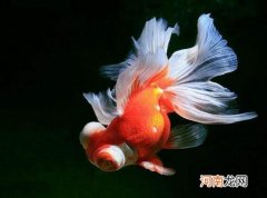 养金鱼的自来水要晒吗？金鱼为什么会沉到水底下