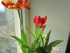 水培郁金香可以不放鹅卵石吗？水培郁金香为什么要放石头