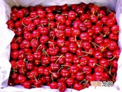 车厘子炸开是熟透了吗？车厘子冻了还能吃吗