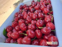 车厘子生的可以放熟吗？车厘子一个j和两个j的区别