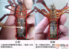 小龙虾公的好还是母的好吃，小龙虾怎么判断公母
