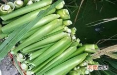 吃茭白需要焯水吗？吃茭白可以解酒吗？