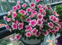 老桩长春花好不好养活？长春花怎么养成老桩