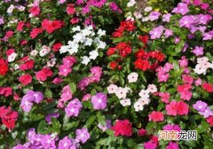 老桩长春花怎么修剪？长春花可以养成老桩吗