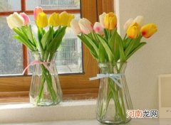 水培郁金香需要剥皮吗？水培郁金香发霉了怎么办