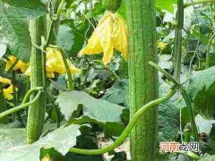 丝瓜叶发黄怎样防治？庭院种丝瓜要注意什么