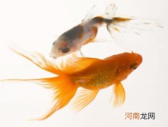 不同品种的金鱼能混养吗？初次养鱼需要注意什么