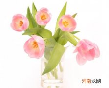 水培郁金香为什么不发芽？水培郁金香可以放肥料吗