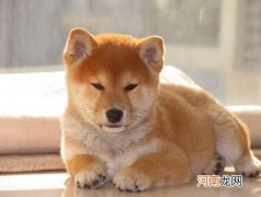 柴犬为什么老是打喷嚏流鼻涕？狗狗拉不出便便怎么办